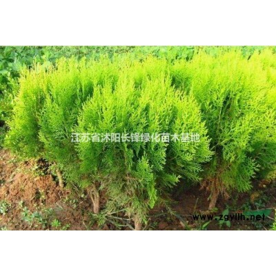 供应独杆木槿、美人梅