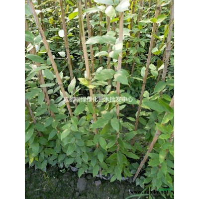 四川蓝花楹、蓝花楹价、蓝花楹树