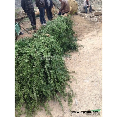 精品高杆红豆杉盆景