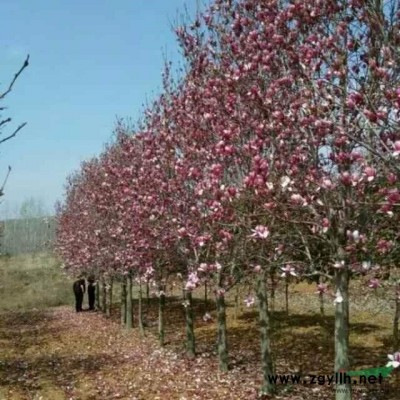 河南供应5~20红 黄 白 玉兰 黄栌  五角枫