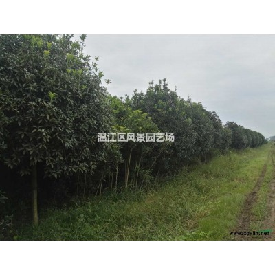 基地60亩金桂6-12cm的便宜处理