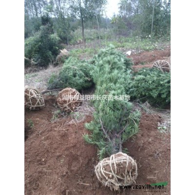 低价供应4公分红豆杉，红豆杉治理雾霾的天然净化器