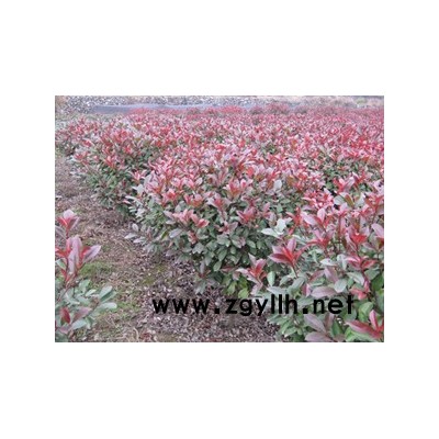 浙江法国冬青*新报价/法国冬青图片