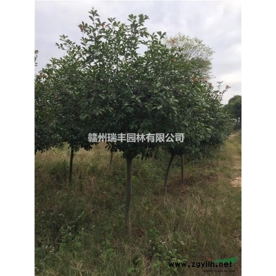 红叶石楠，江西赣州地区供应4-8公分红叶石楠