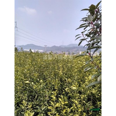 浙江诸暨万锋苗圃供应香泡苗，红桔苗