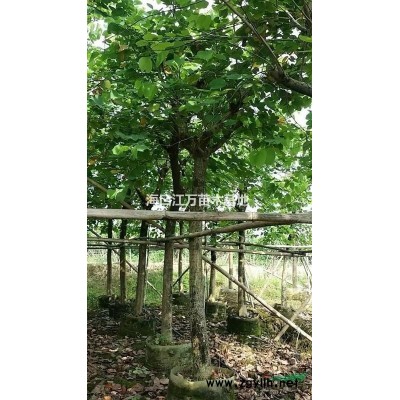 海南地区8-15分红花紫荆