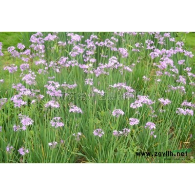 紫娇花*新价格/紫娇花报价