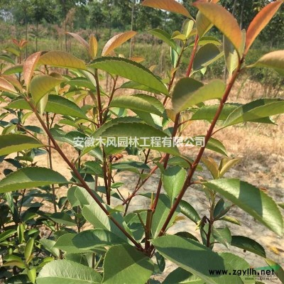 供应1.5~3cm红叶石楠