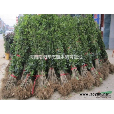 河南南阳桂花苗1 2年生