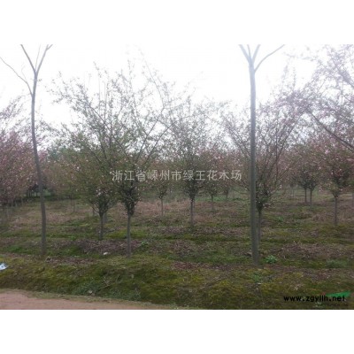 精品紫薇大批量供应