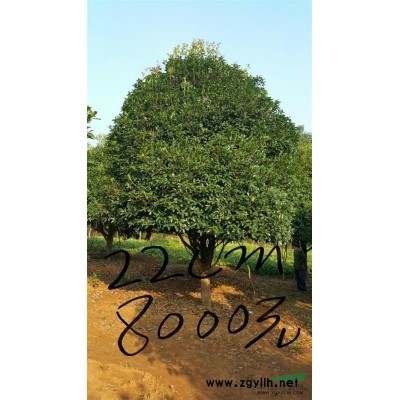 桂林绿缘苗木基地