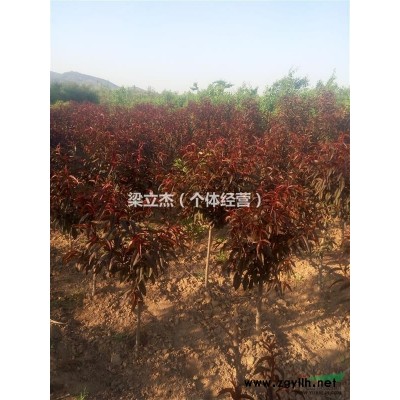 山西晋中地区出售3-5公分华北卫茅