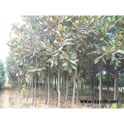 小桂花P80--150,H150--180(产地在浙江丽水)