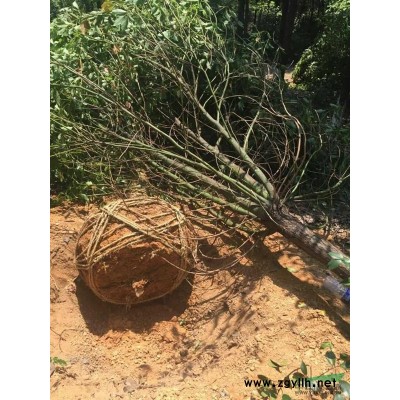 宣城地区各种规格红叶石楠树，冠径:1-2m本石楠等