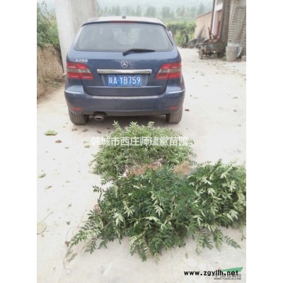 韩城花椒苗，狮子头花木，无刺花椒苗，哪里有？