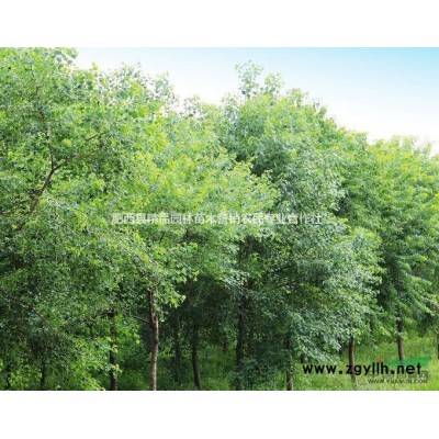 安徽海桐球批发，*新海桐球价格，*便宜海桐球价格多少钱