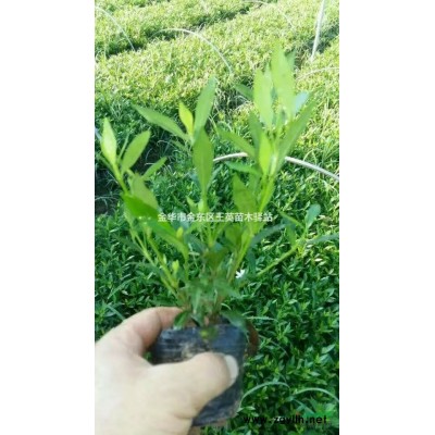 龟甲东青小大杯金华产地苗成本价大量供货