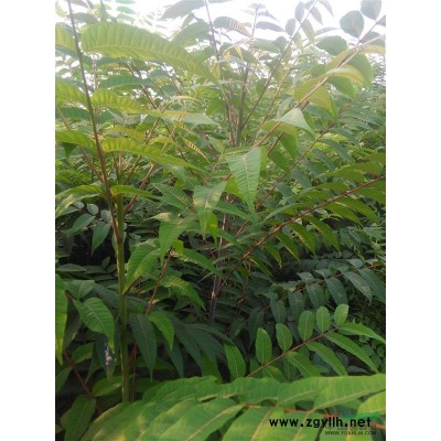 供应优质花椒苗，大红袍花椒苗