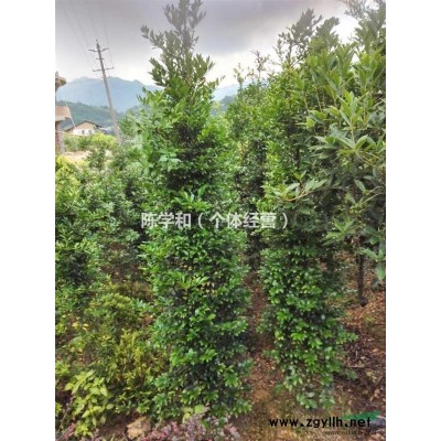 漳州供应1-15公分茶花