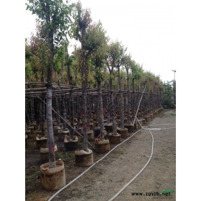 串钱柳【红千层】 5一8cm袋苗