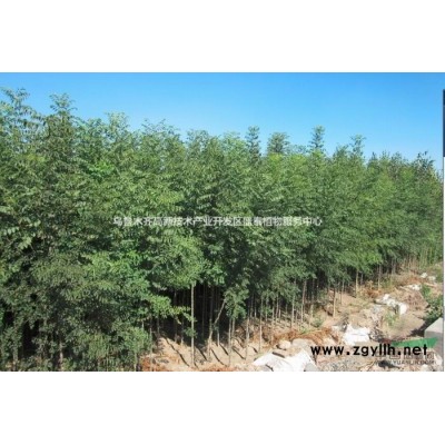 新疆盛泰植物服务中心——营养钵紫穗槐1.8元