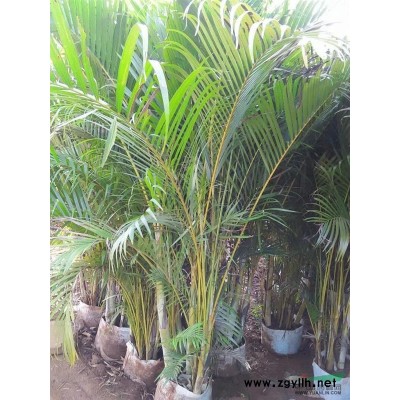 海口供应龙血树40-------250公分高