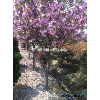 供应野生映山红