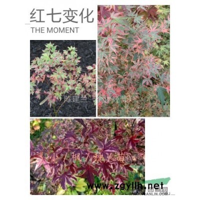 鸡爪槭 红枫品种小苗供应