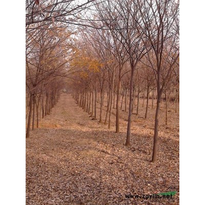 江苏货源榉树15-20公分