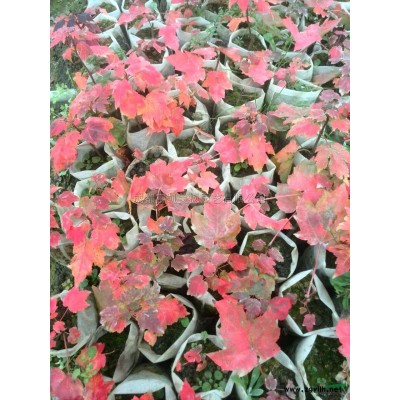 十月光辉*新价格/十月光辉报价