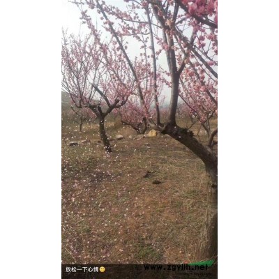 安徽地区梅花出售10至30公分