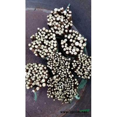 美国紫薇报价，3到8公分的红火箭紫薇，江苏红火球紫薇小苗价格