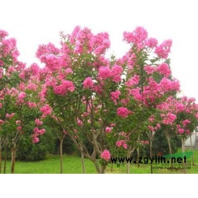 大量供应南京朴树