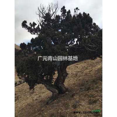 常年大量出售大规格柏树盆景料和奇形怪状的古树