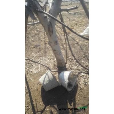 山东临沂出售核桃树