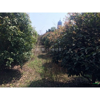 杭州萧山出售毛鹃小毛球