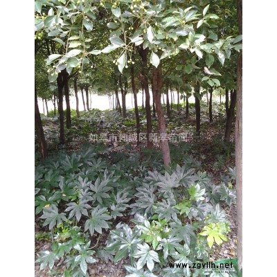 出售慈孝竹高度3米，米径2-3公分，多年生，约40杆/塘