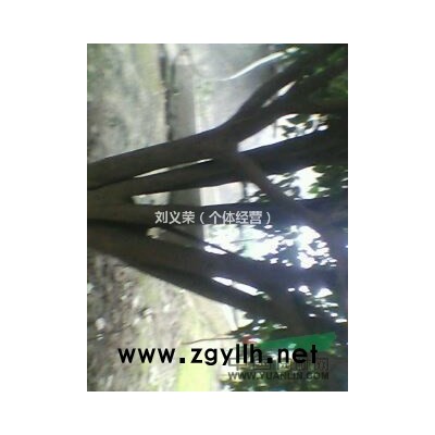 湖南供应：红叶石兰