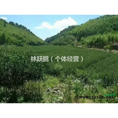 桂花树苗(丹桂)低价出售