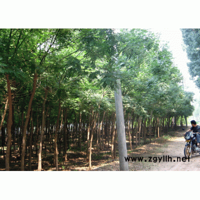 供红王子锦带、天目琼花、榆叶梅、瓜子黄杨球、金叶风箱果、紫叶