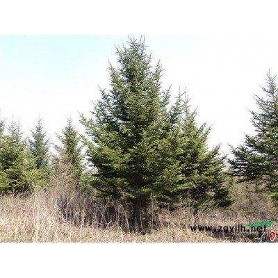 *供应云杉，冷杉等绿化树苗