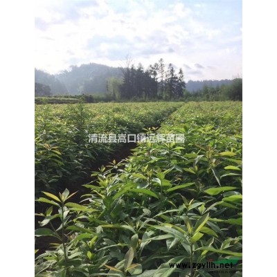福建三明清流供应杜英，木荷，枫香，油茶
