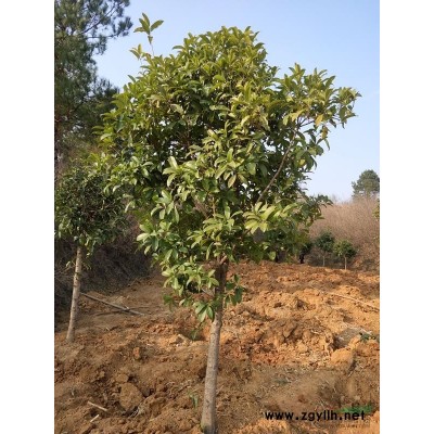 河南地区大量供应直径8-12公分桂花树，百日红10-14公分