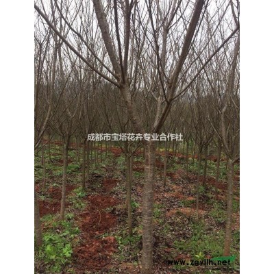 西南地区供应大量樱花树苗，品种全，规格多，品质优，价格低
