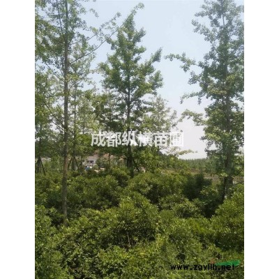 成都供应海桐球冠幅1.5～1.8米