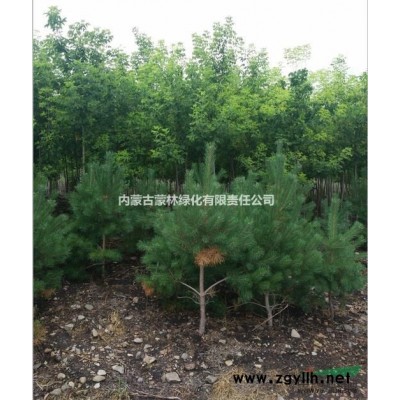 樟子松内蒙古蒙林绿化有限责任公司  寒地适宜苗木