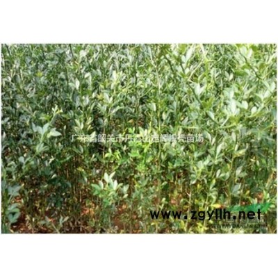 篱笆墙带刺枳壳苗，批发二年龄三年龄枳壳苗0.3元量大价更低