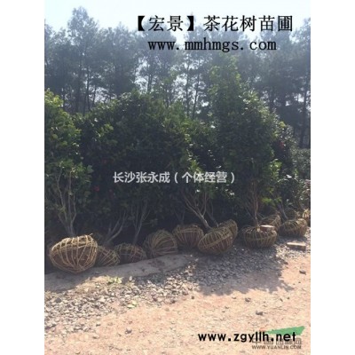 金森女真球甩卖，湖南金森女真球批发（精品）10万直销找小张-