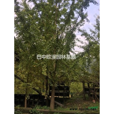 银杏20公分-23公分