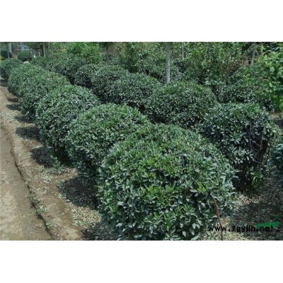 2015开春供应 碧桃 红枫 海棠 樱花 大叶女贞